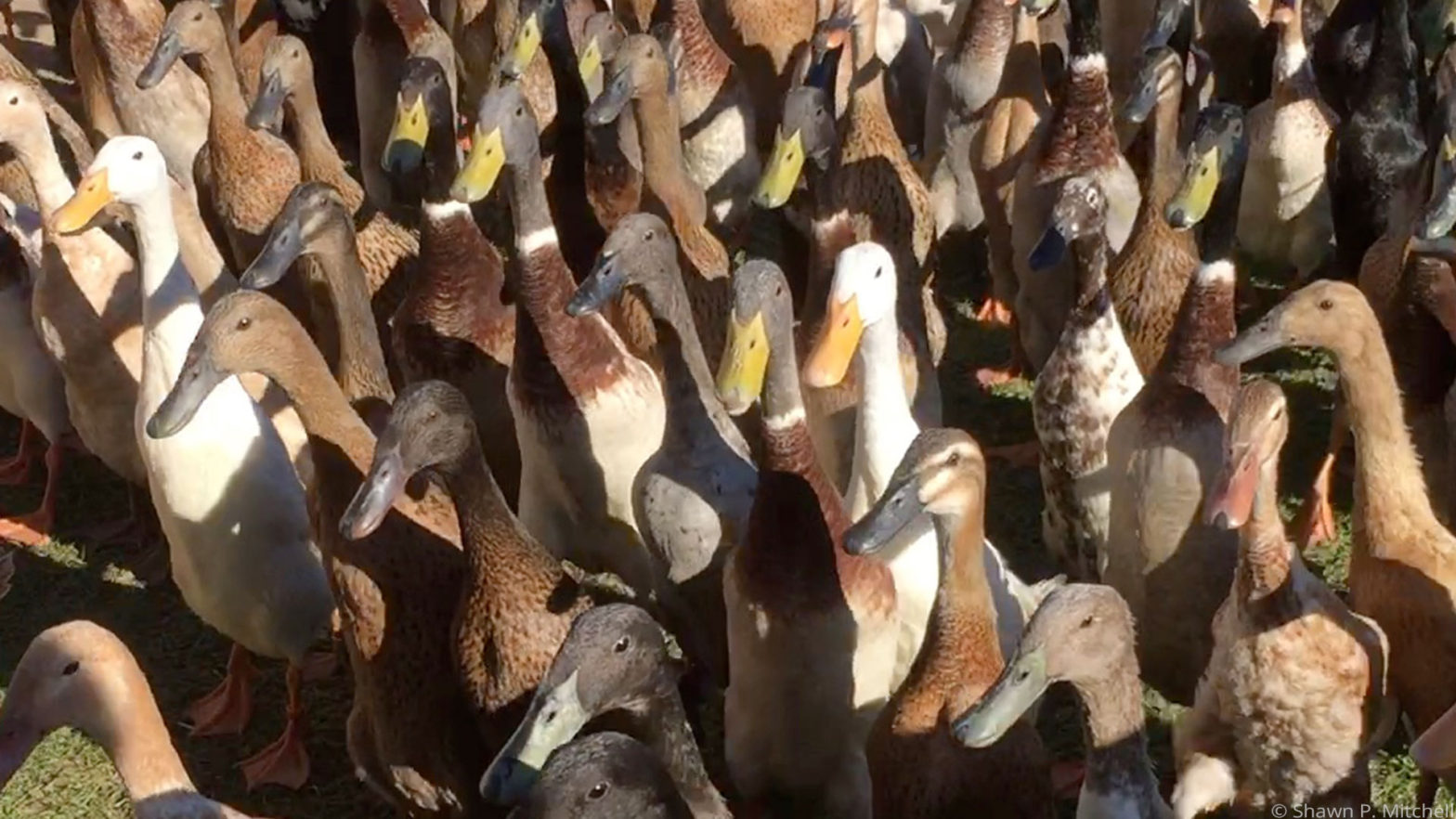 A gaggles of ducks in South Africa.