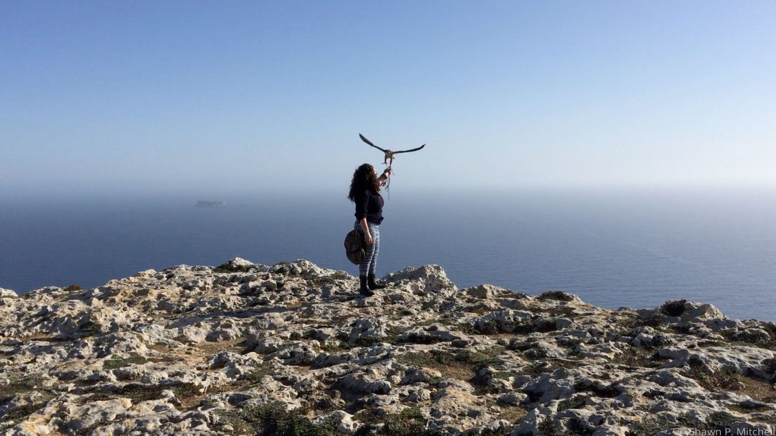 A falcon prepares to take flight on the coast of Malta.