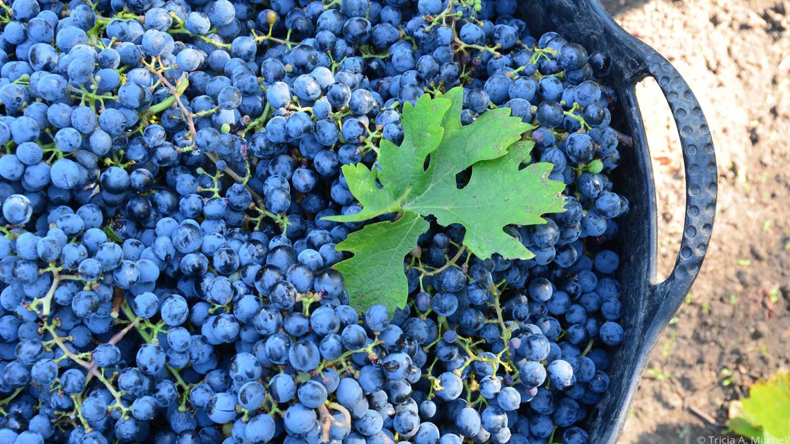 A basket of blue grapes in Moldova.
