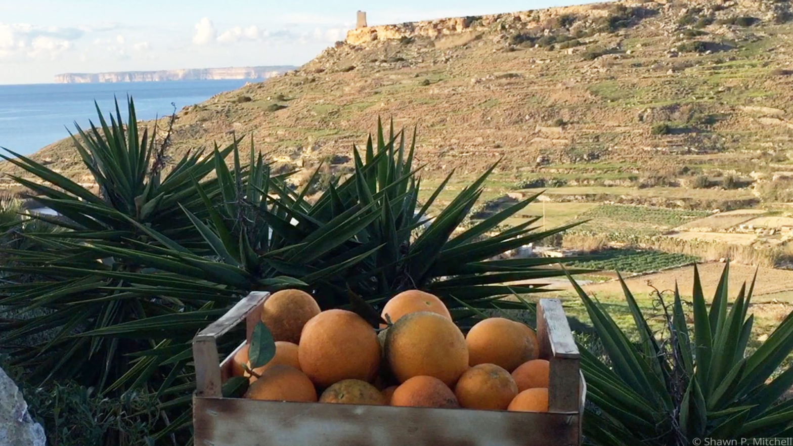A wooden box of freshly harvested oranges in Malta.